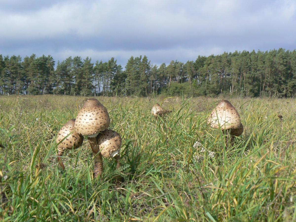 Hotel Am Mueritz-Nationalpark Waren  Eksteriør bilde